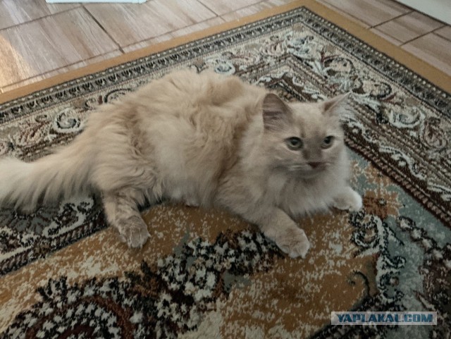 Котовторник Персика