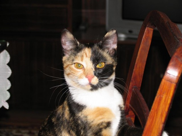 Котовторник   27.08.2013