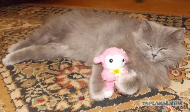 Котовторник 17.09.2013
