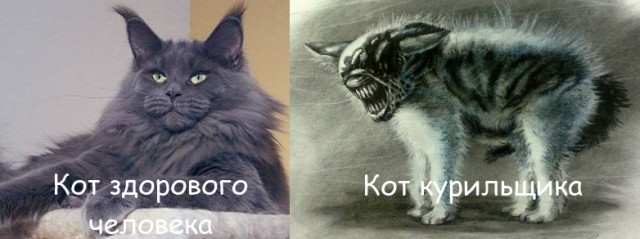 "Чужие"котики.