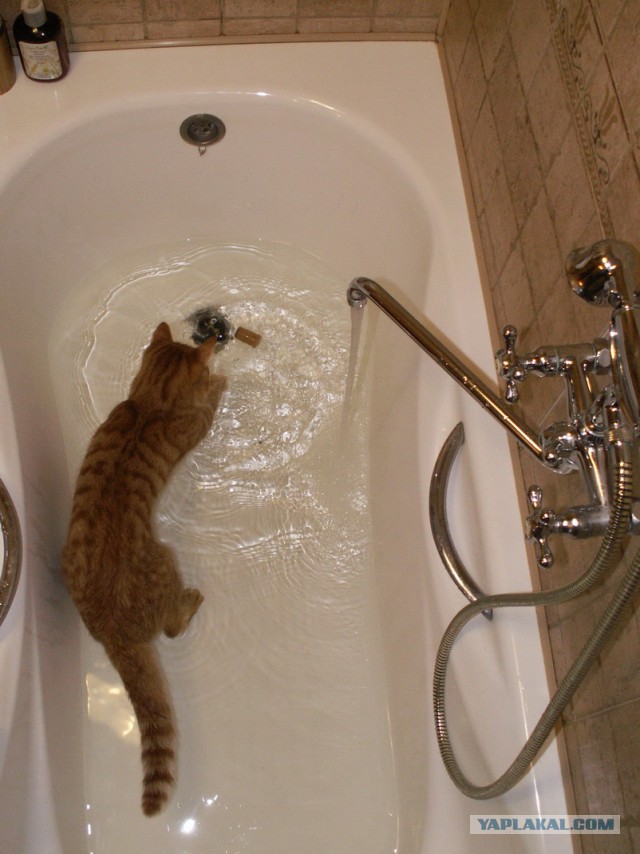 Сегодня мыли котов :3