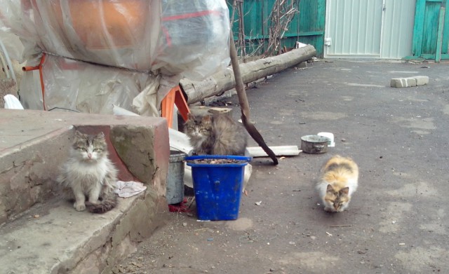 Котовторник  25.03.2014