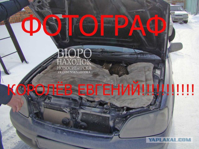 Подкапотный котяка
