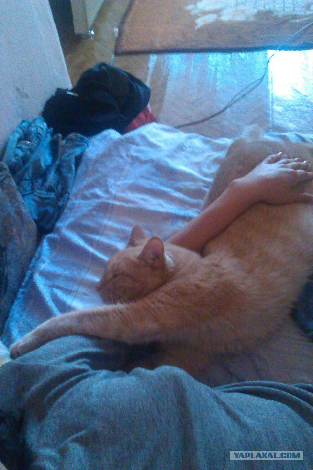 С Котовторником!