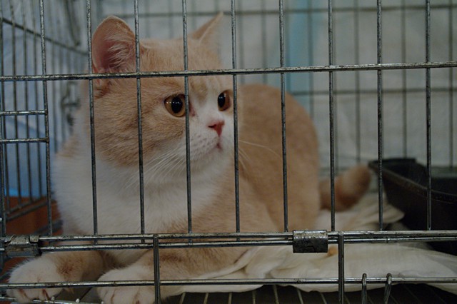 Котовторник 01.07.2014