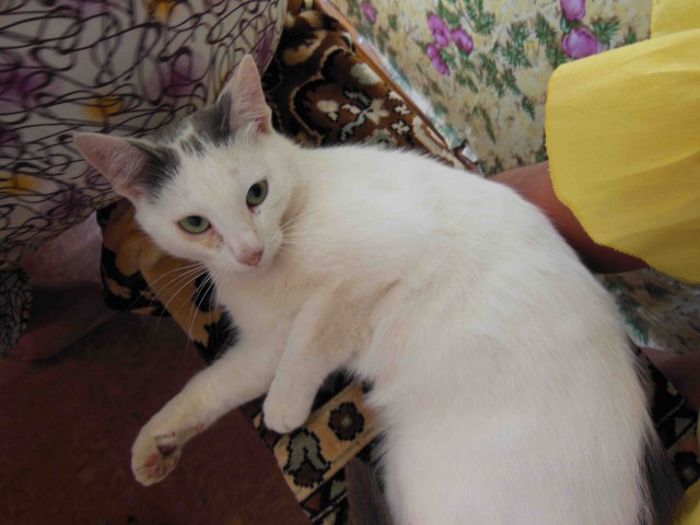 Котовторник 19.08.2014