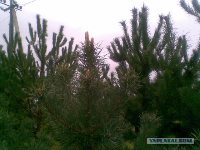 Мои грибочки...