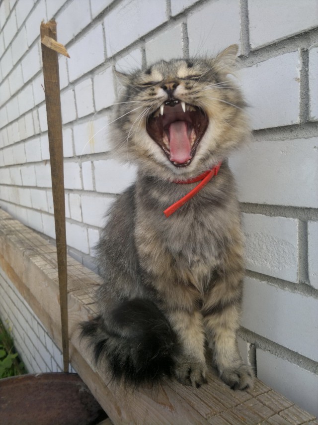 Котовторник 09.09.2014