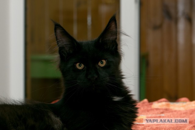Котовторник 2.12.14