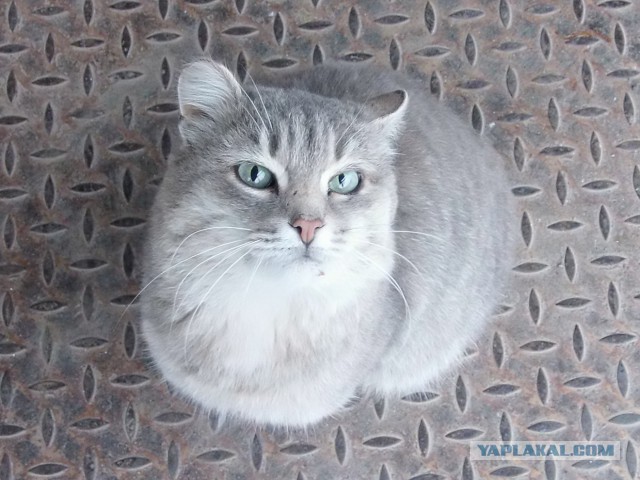 Котовторник