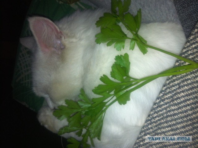 Котовоскресенье