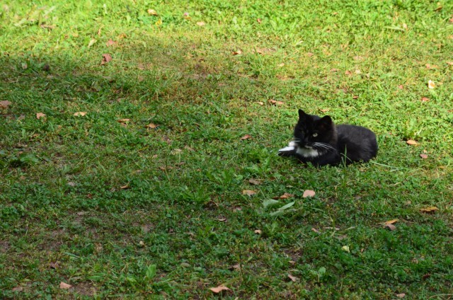 Котовторник