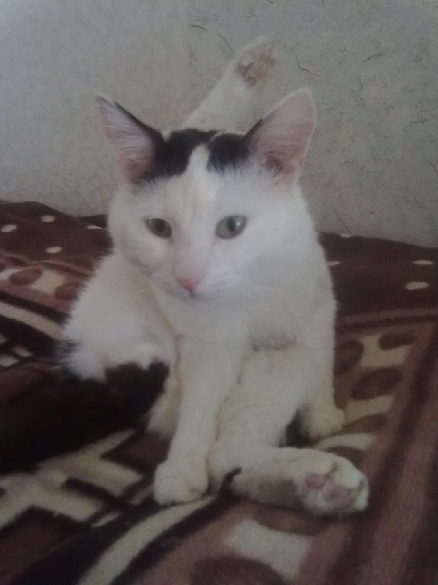 Котовторник 29-09-2015,