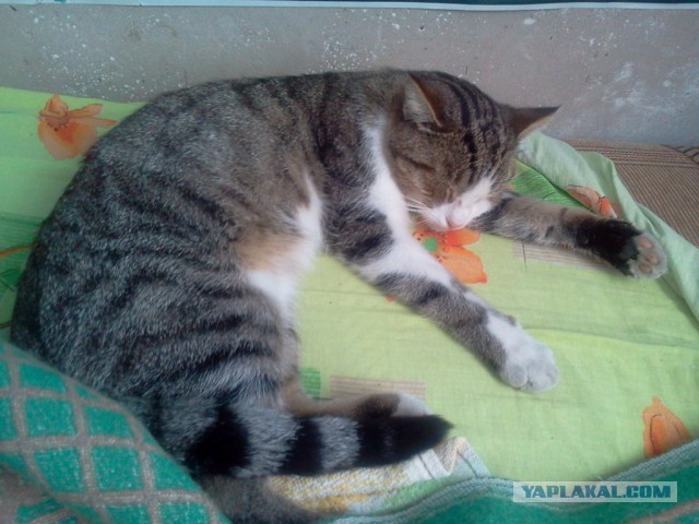 Котовторник 13.10.2015