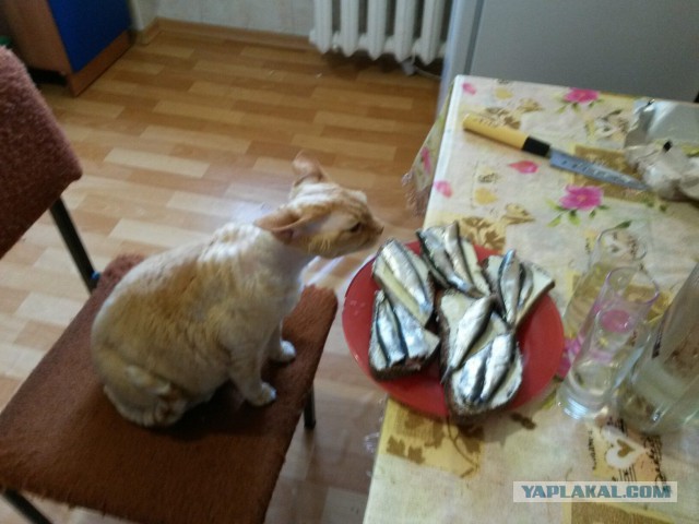 Котовторник