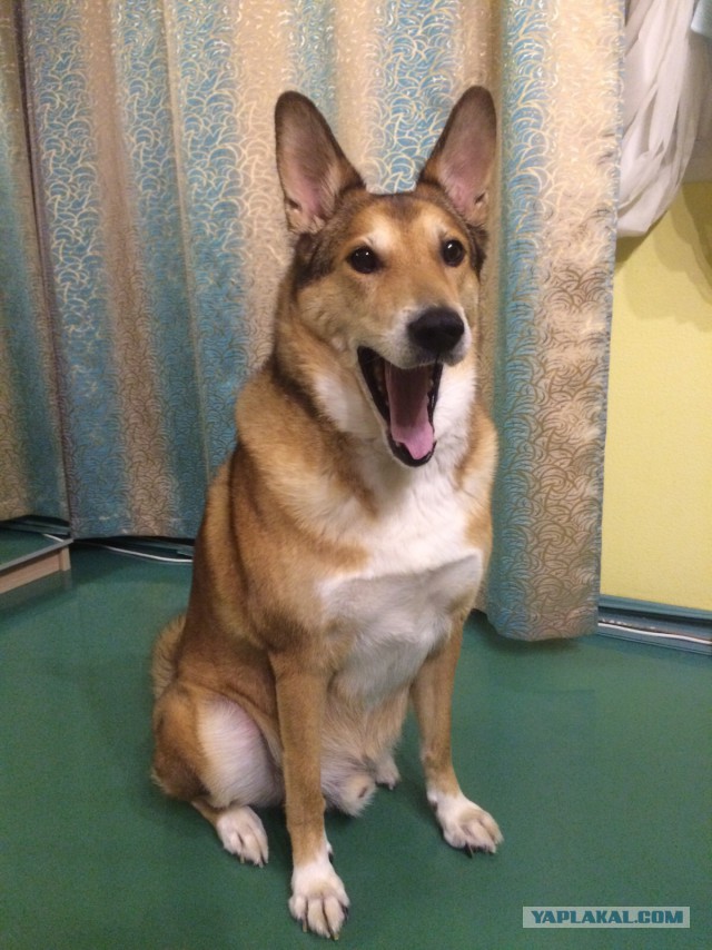 Собакочетверг же, ау!