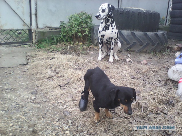 История одного спасения