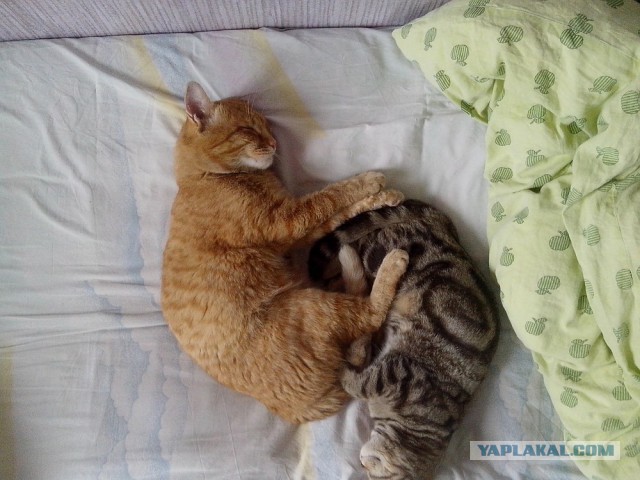 Пост невероятной кошачьей красоты. 25 фот.