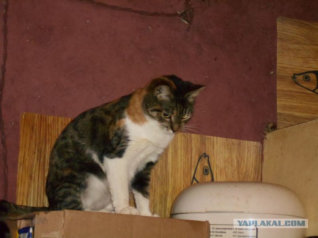 Жизнь домашнего приюта для котеек 95