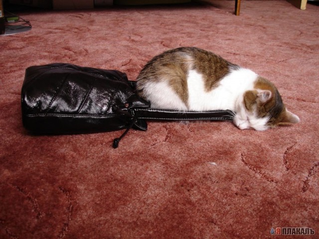 Коты, кошки, котята