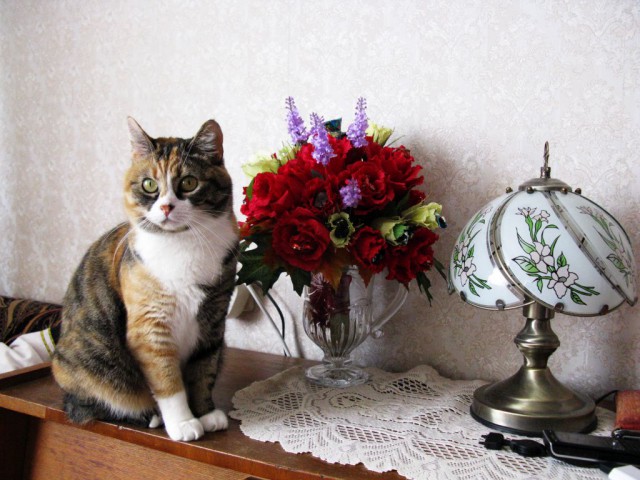 Котовторник 22.03.2016