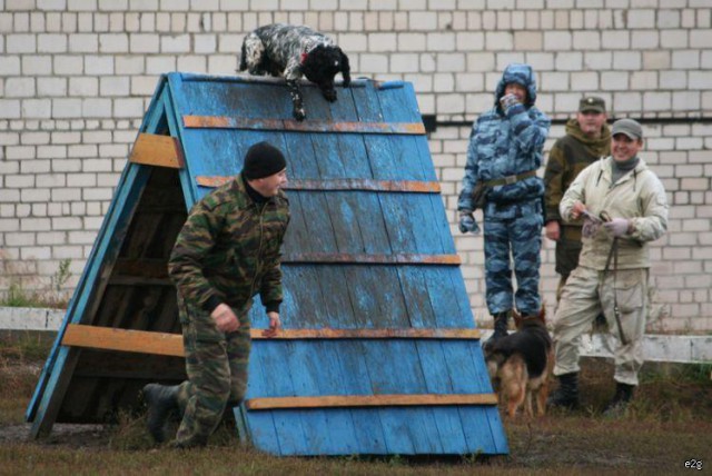 Собакочетвергу посвящается