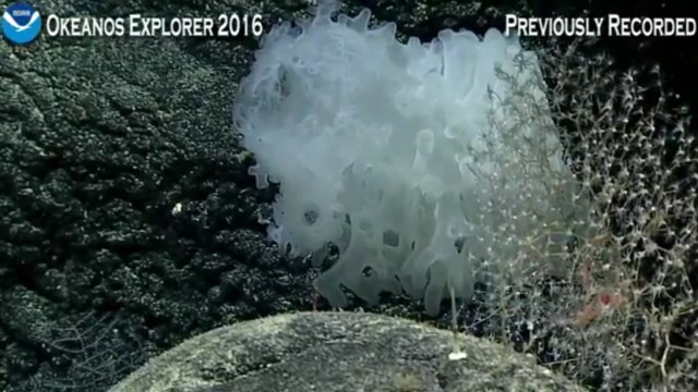 Началась онлайн-трансляция происходящего в самом глубоком месте Земли