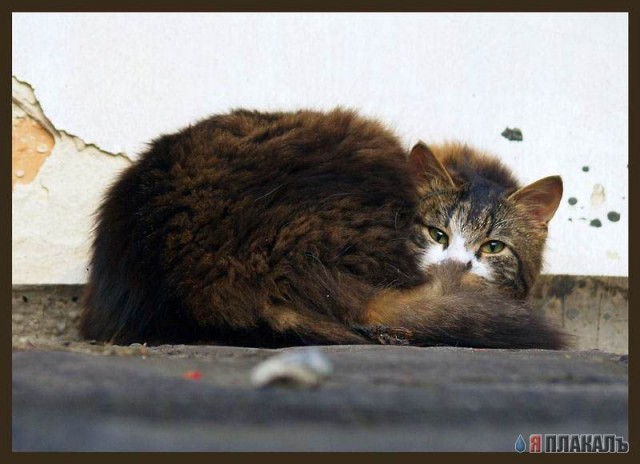 А вот и котовторник!