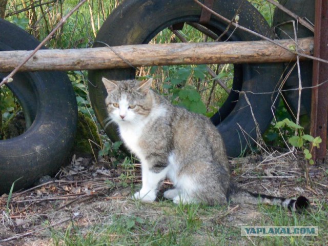Жизнь домашнего приюта для котеек 113