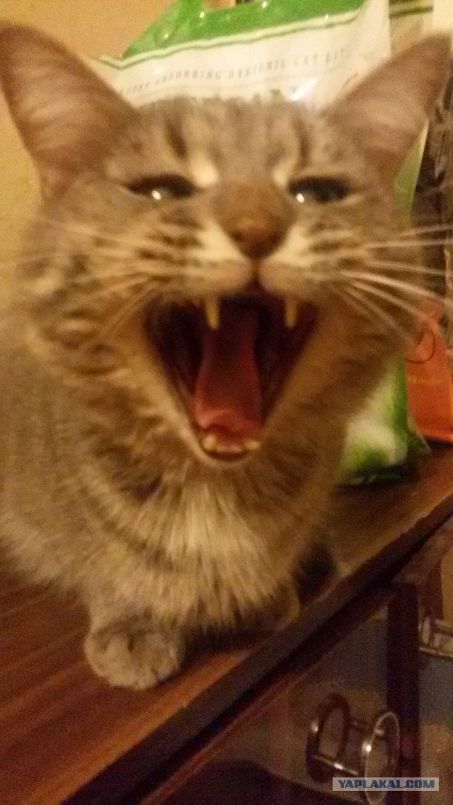Мой зевающий кот