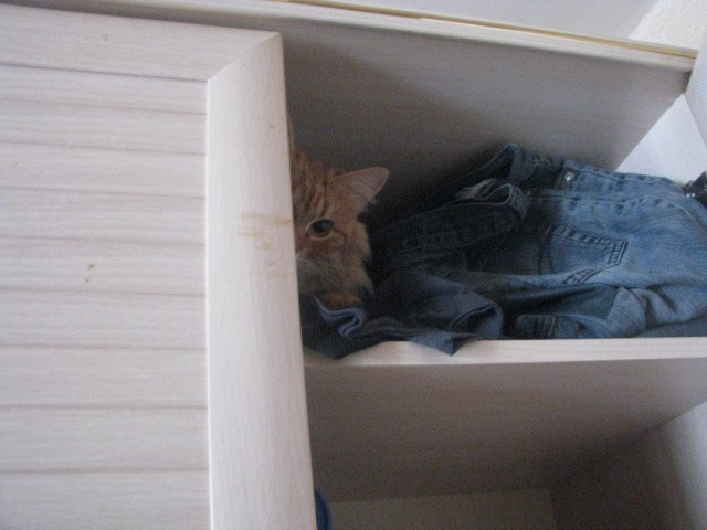 Выглядывающие коты