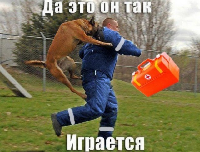 Видео.Напал доберман...?!