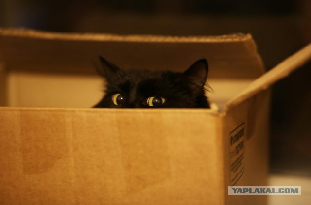 Коробочные коты или кошачий склад