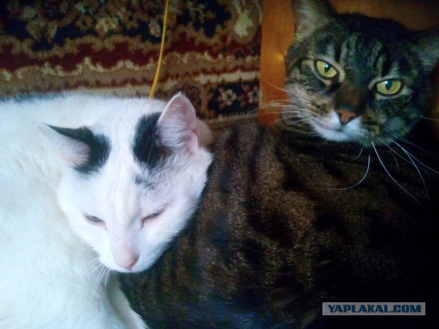 Котовторник 10.01.2017