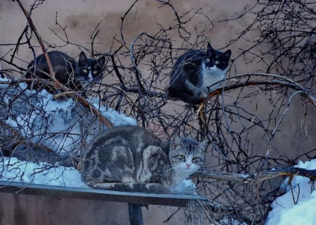 Коты и Кошки