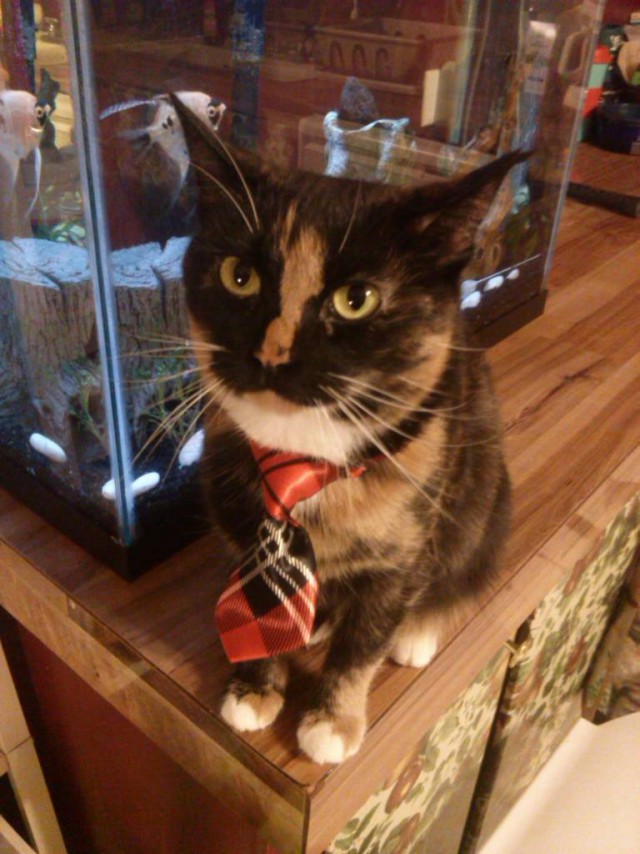 Коты и Кошки