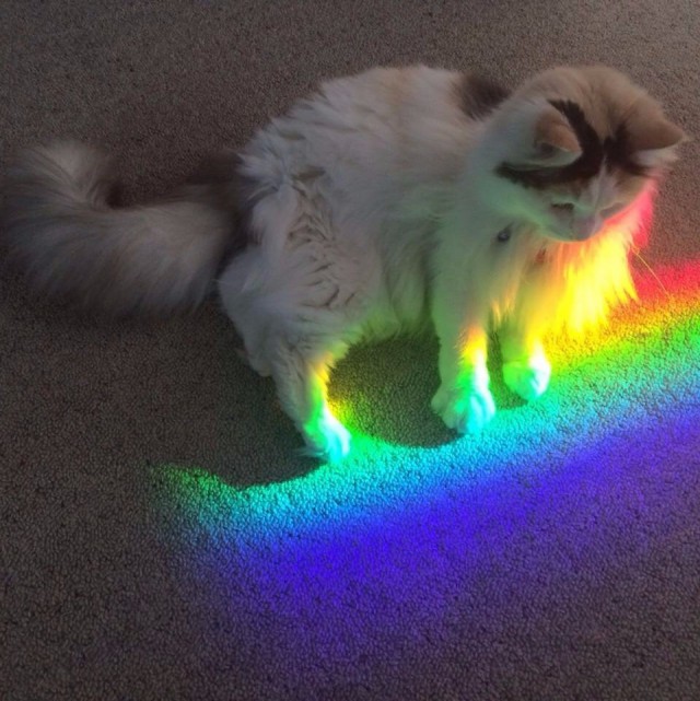 Коты и Кошки