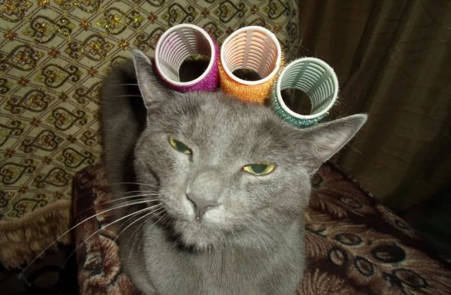Коты и Кошки