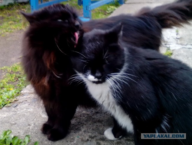 Котовторник  14.11.2017
