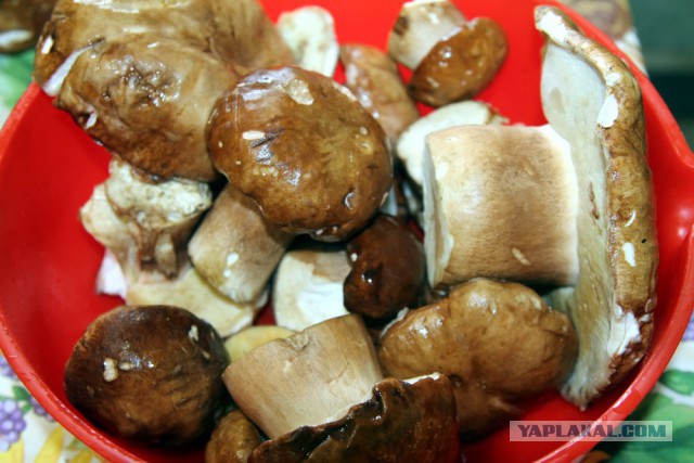 А у нас начало грибного сезона