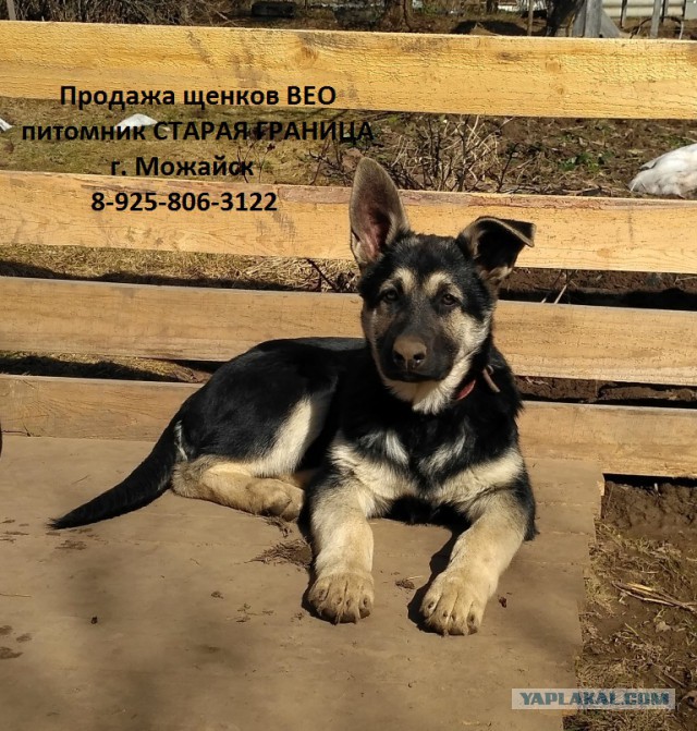 Щенки ВЕО (РКФ)