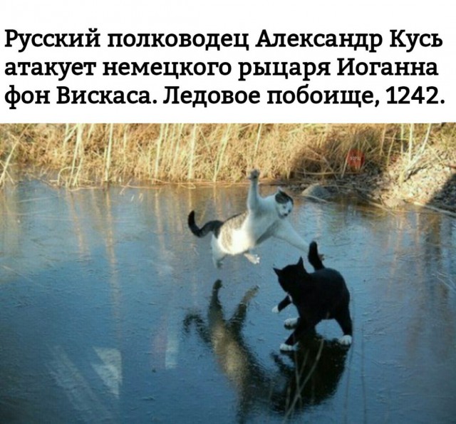Фотобомбы котов