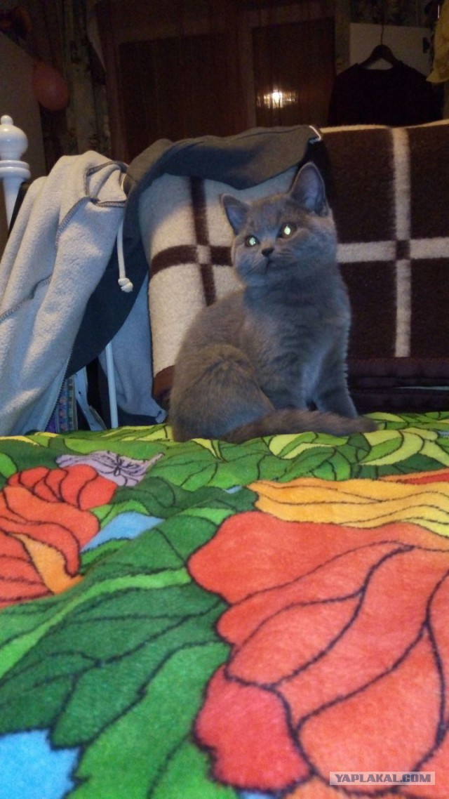 Котовторник 29.5.18