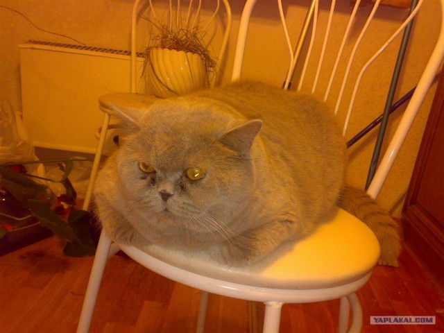 Котовторник на ЯПлакалъ 08.07.2008