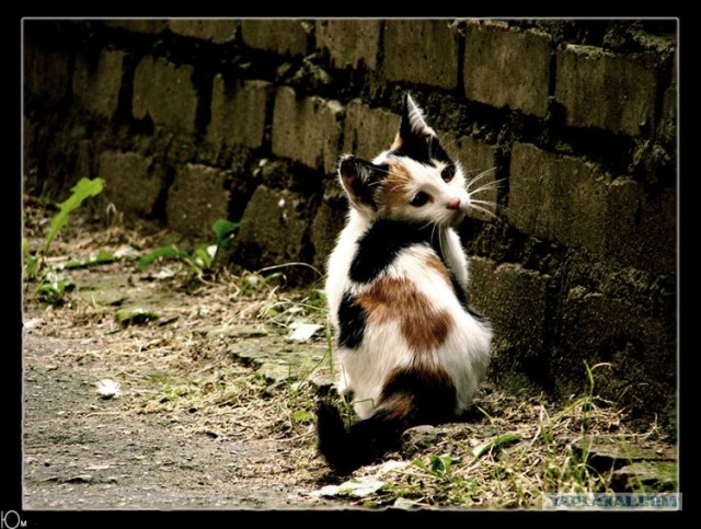 УРРААА ! Котовторник на ЯПлакалъ !
