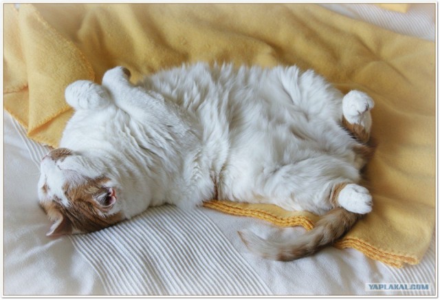 Уррааа! Котовторник на ЯПлакалъ!