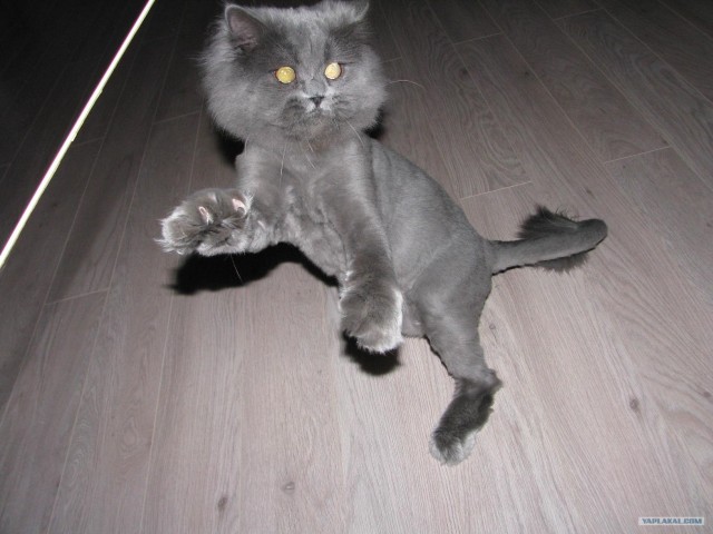 Lolcats - котовторник 33 лолокота!
