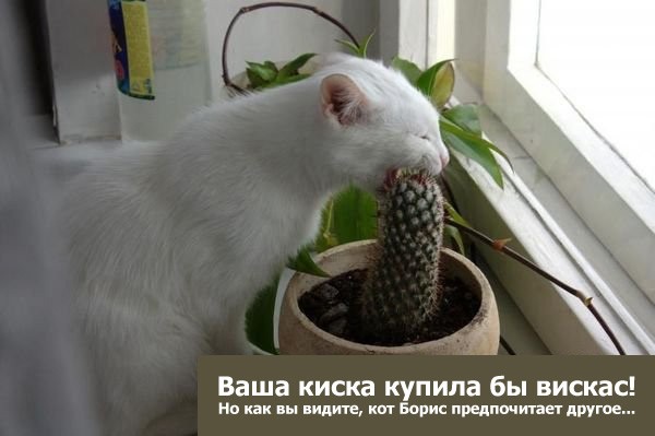 Любитель острой кухни