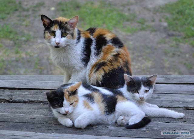 Котовторник на середину июня