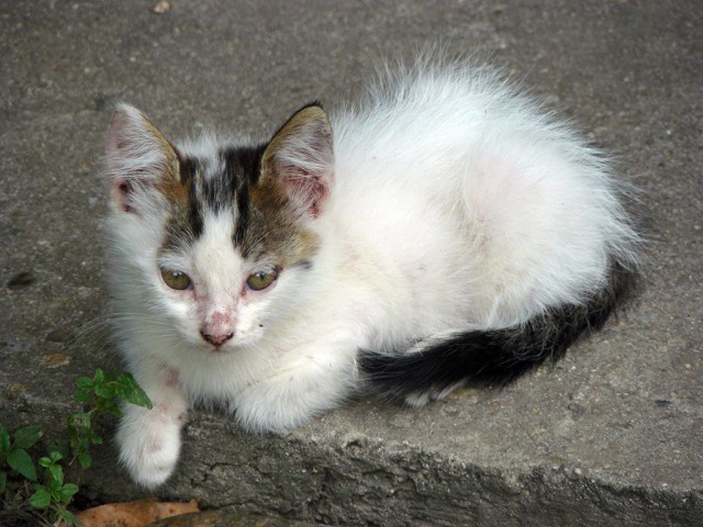 Сонный Котовторник